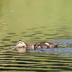 Hébergement de vacances Am Wasser