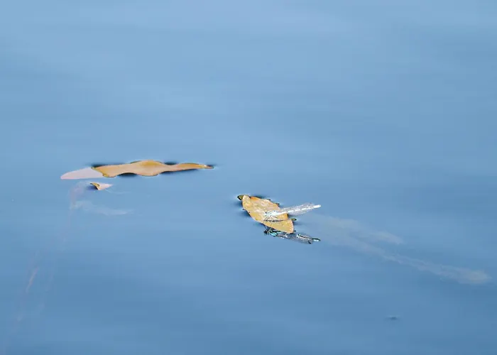 Am Wasser Ferienhaus