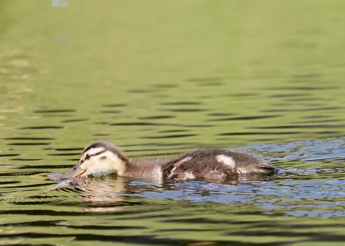 Ferienhaus Am Wasser